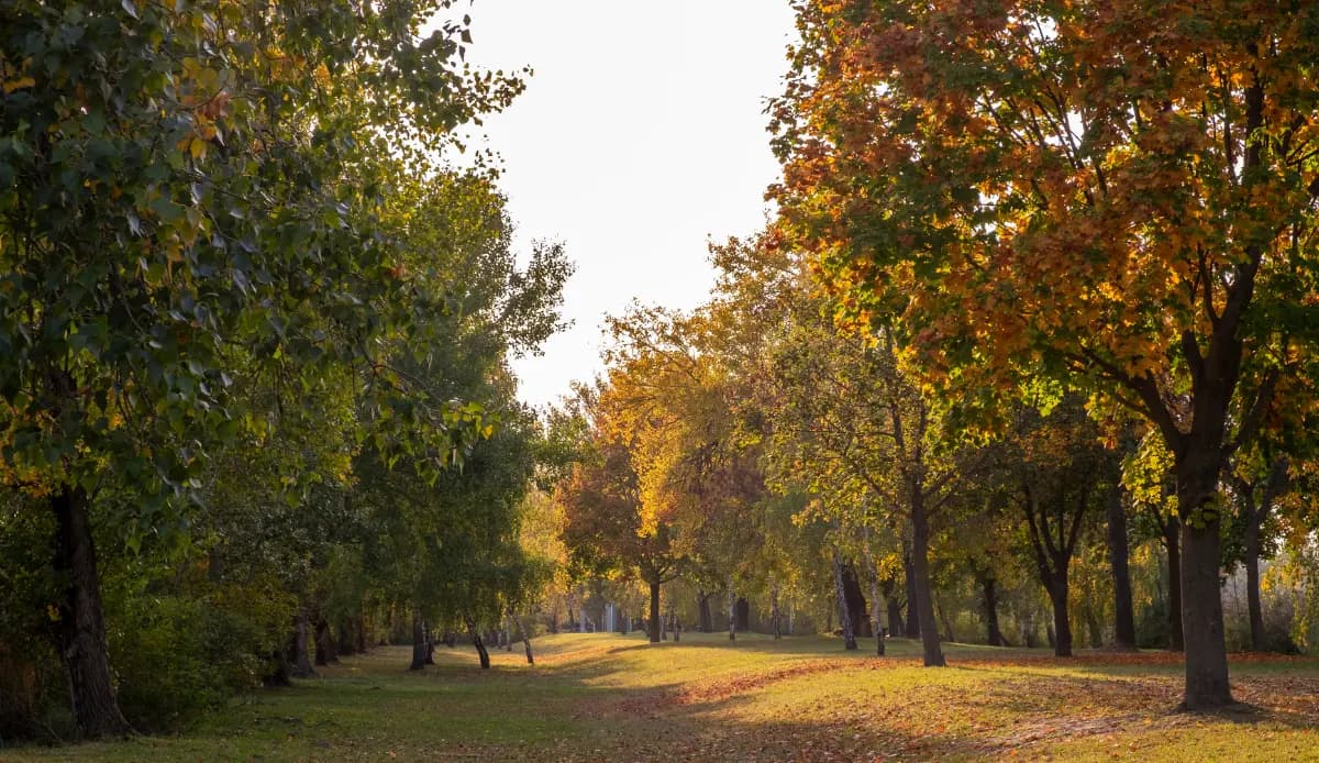 Autumn in Toowoomba