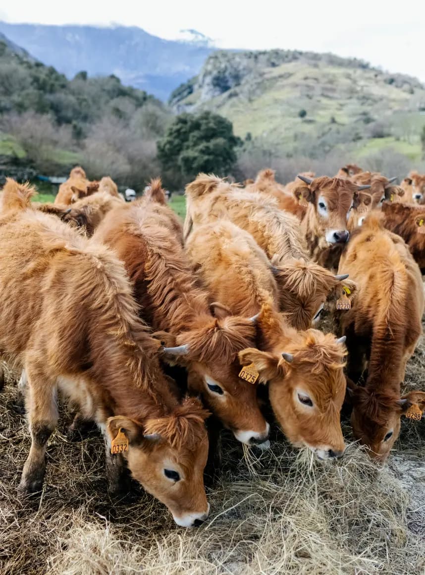 Toowoomba cows