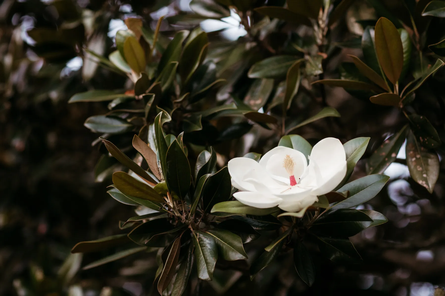 Magnolia in bloom