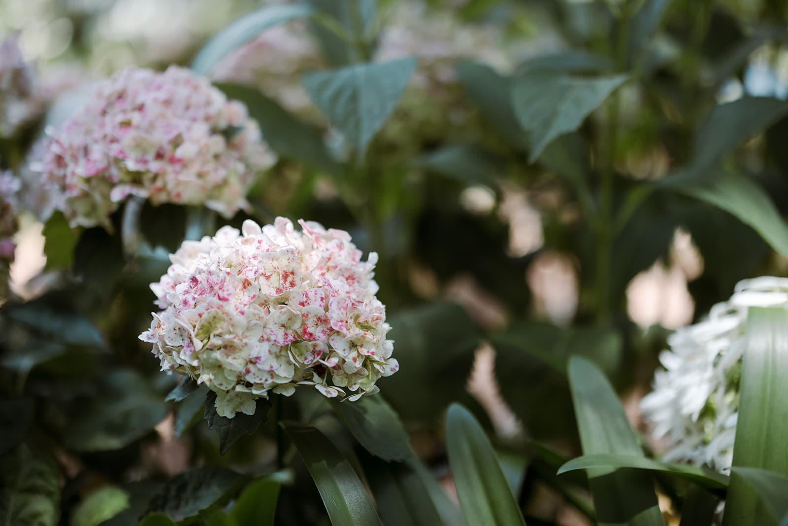 Pink hydrangea flowers