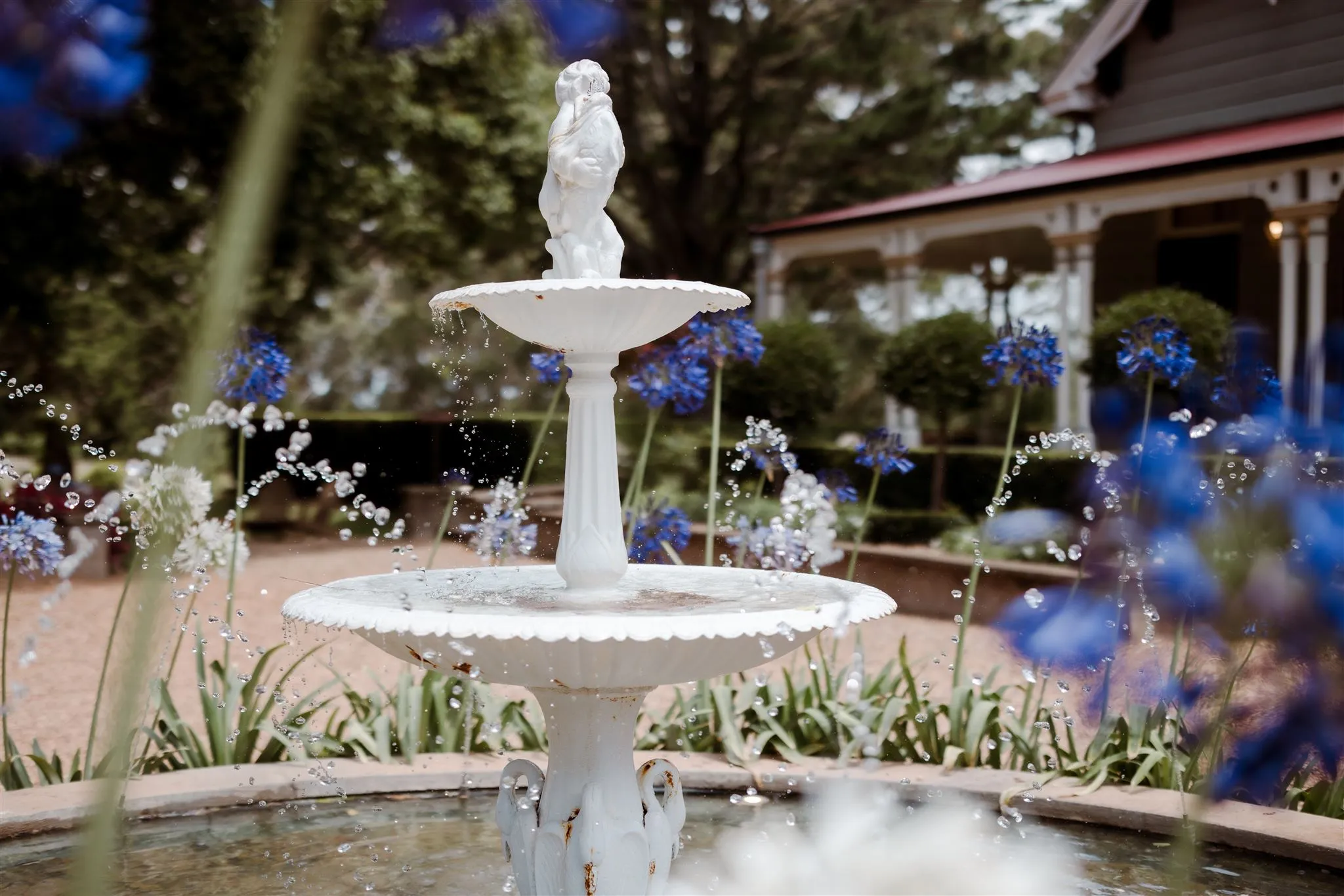 Fountain with agapanthus flowers