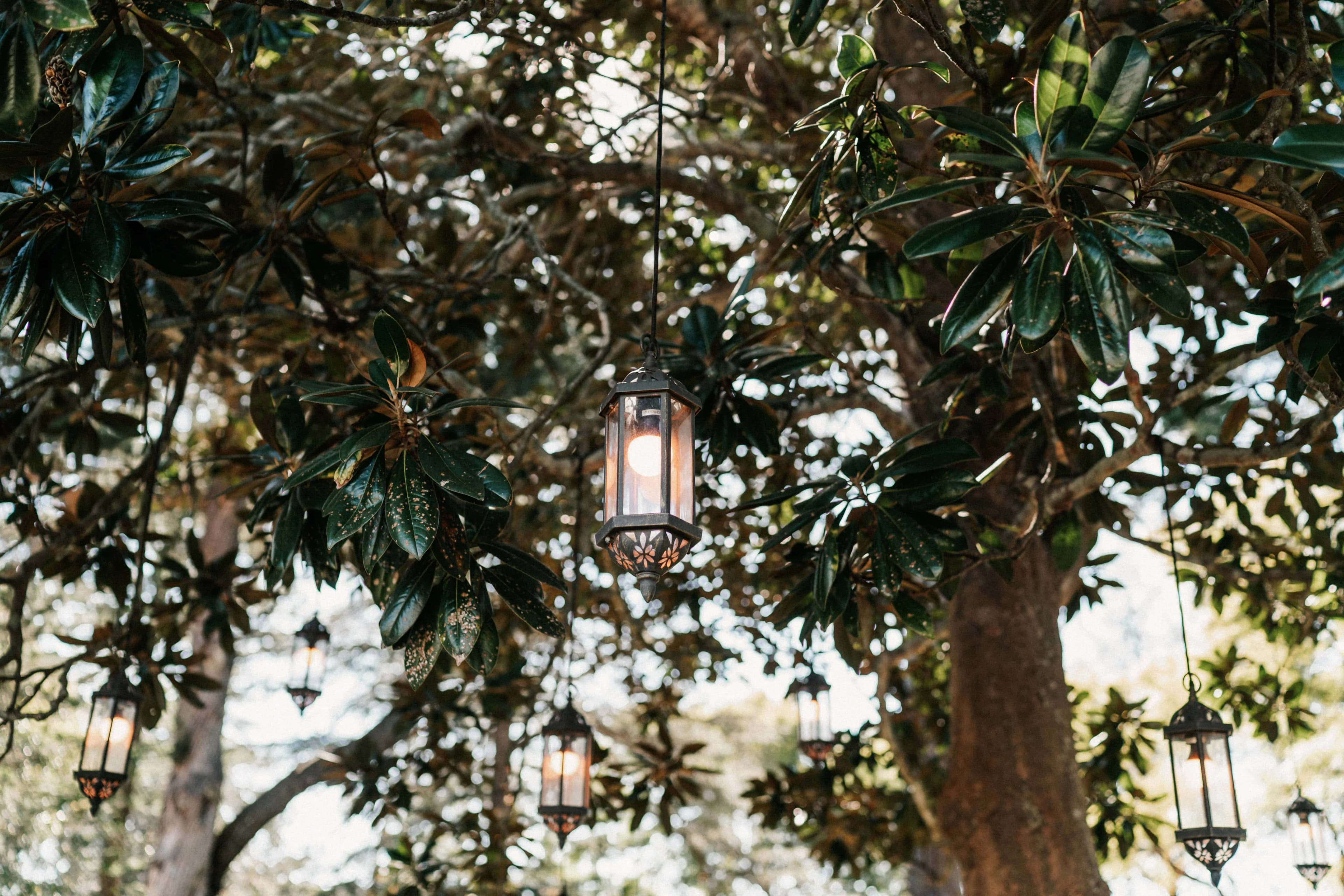 Hanging lanterns emit a soft glow among the lush green leaves of a tree, creating a warm and inviting ambiance in a natural outdoor setting. The scene exudes a peaceful and magical atmosphere.