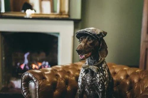 a dog sitting on a chair with a bow tie and cap on