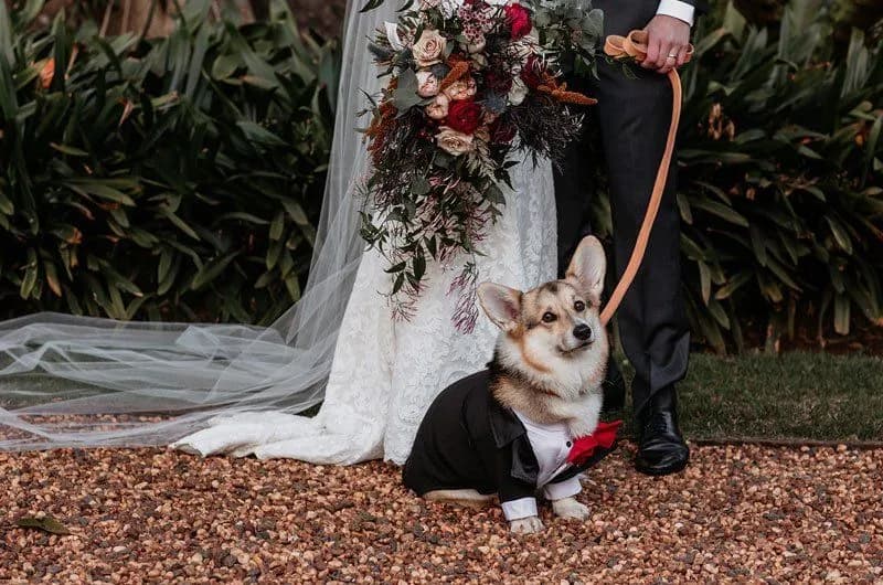 A small corgi in a black tuxedo and red bow tie sits on a gravel path, looking up. It is leashed and held by a person in a gray suit. A person in a white wedding dress holding a large bouquet stands to the left, partially visible. Green foliage is in the background.