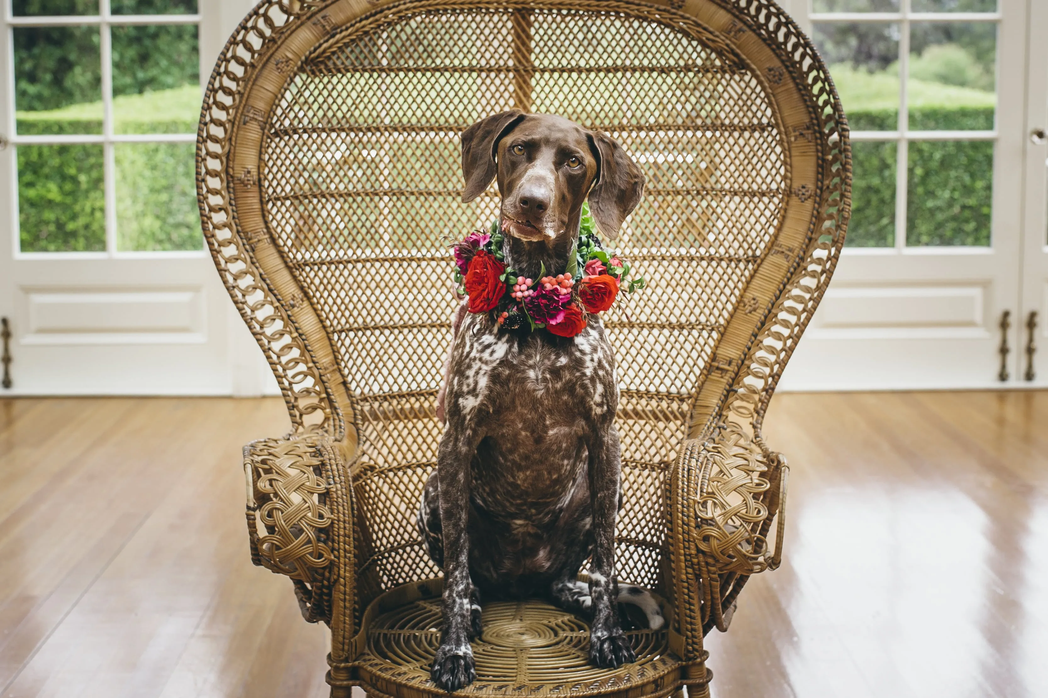 A brown and white spotted dog with large ears sits on a decorative peacock wicker chair wearing a colorful floral collar. The background features large windows and a view of a green garden.