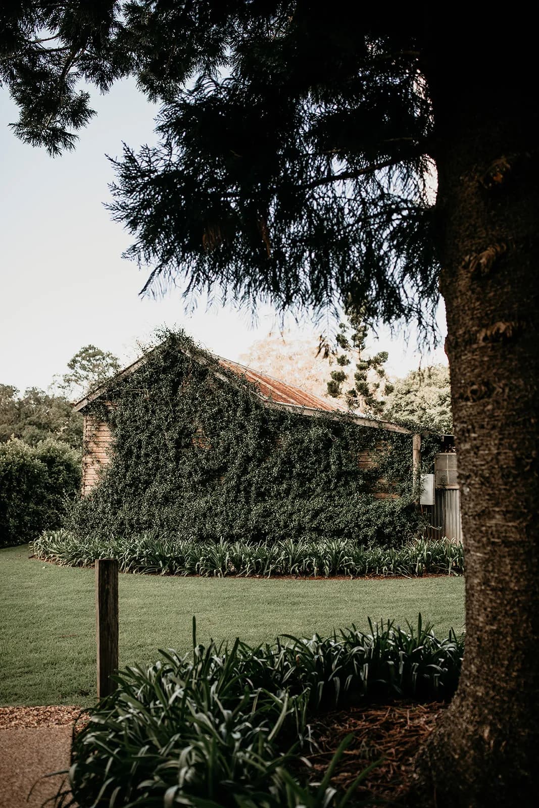 A quaint, ivy-covered brick house is nestled among lush greenery. A large tree in the foreground partially obscures the view, and the lawn is well-maintained with manicured plants along the pathway leading to the house.