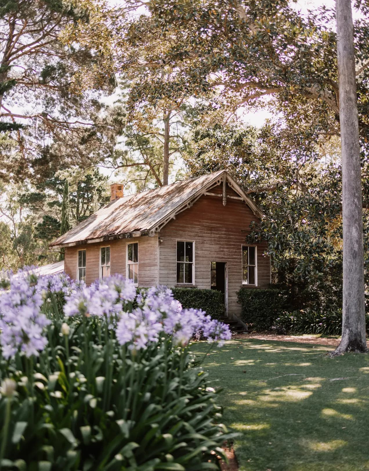 Old school house with purple flowers