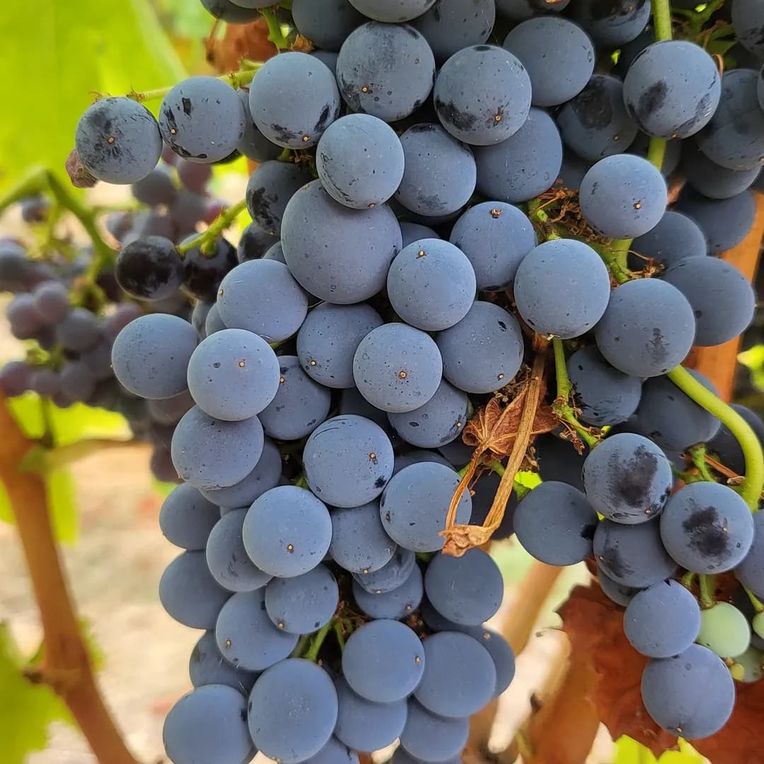 Grape