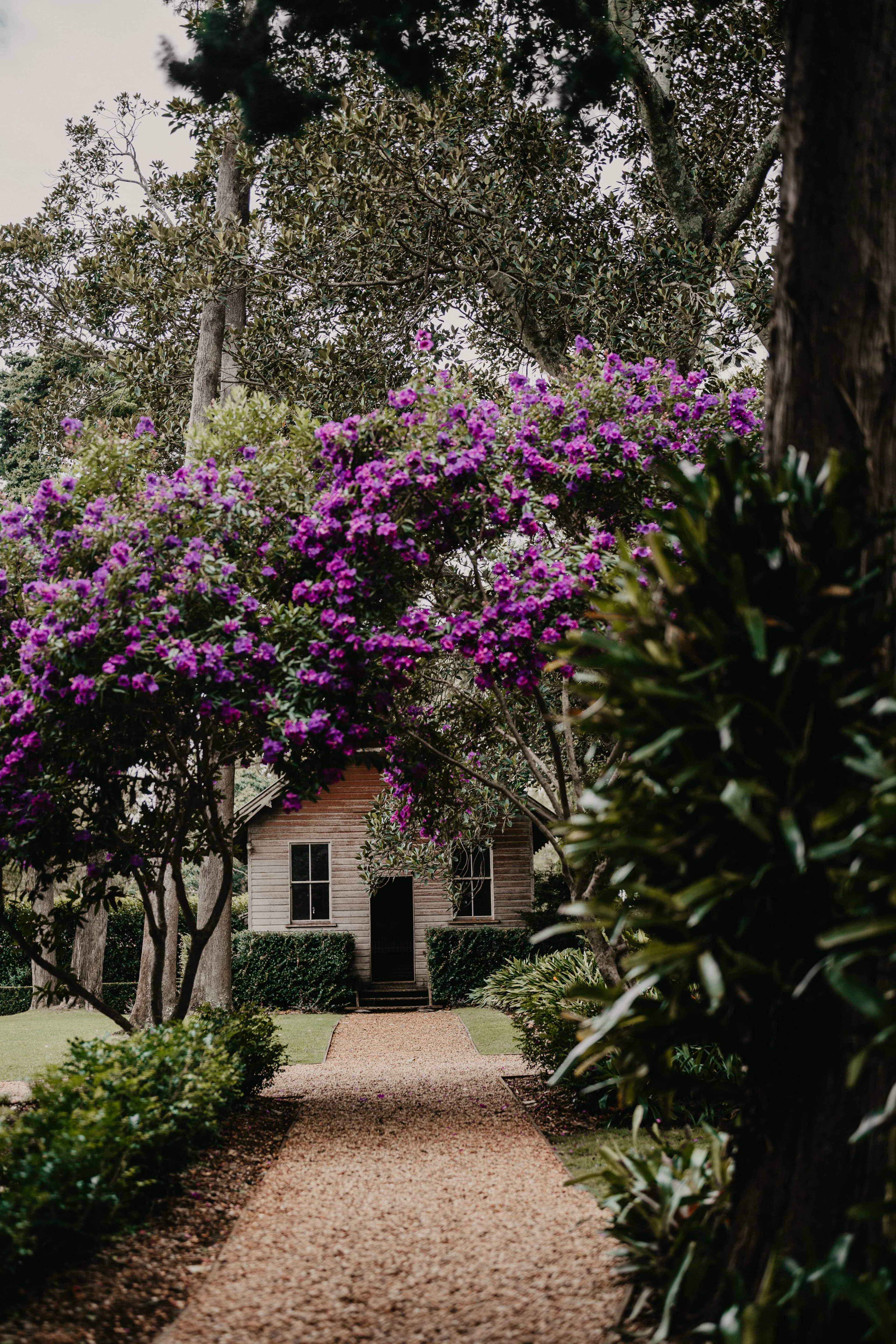 Old School house with purple flowering tree