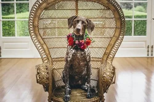 a dog wearing wedding flowers on its head
