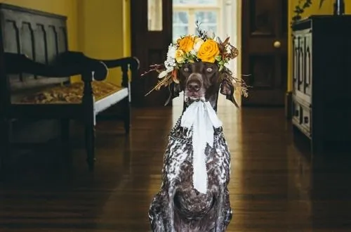 a dog sitting with flowers on its head