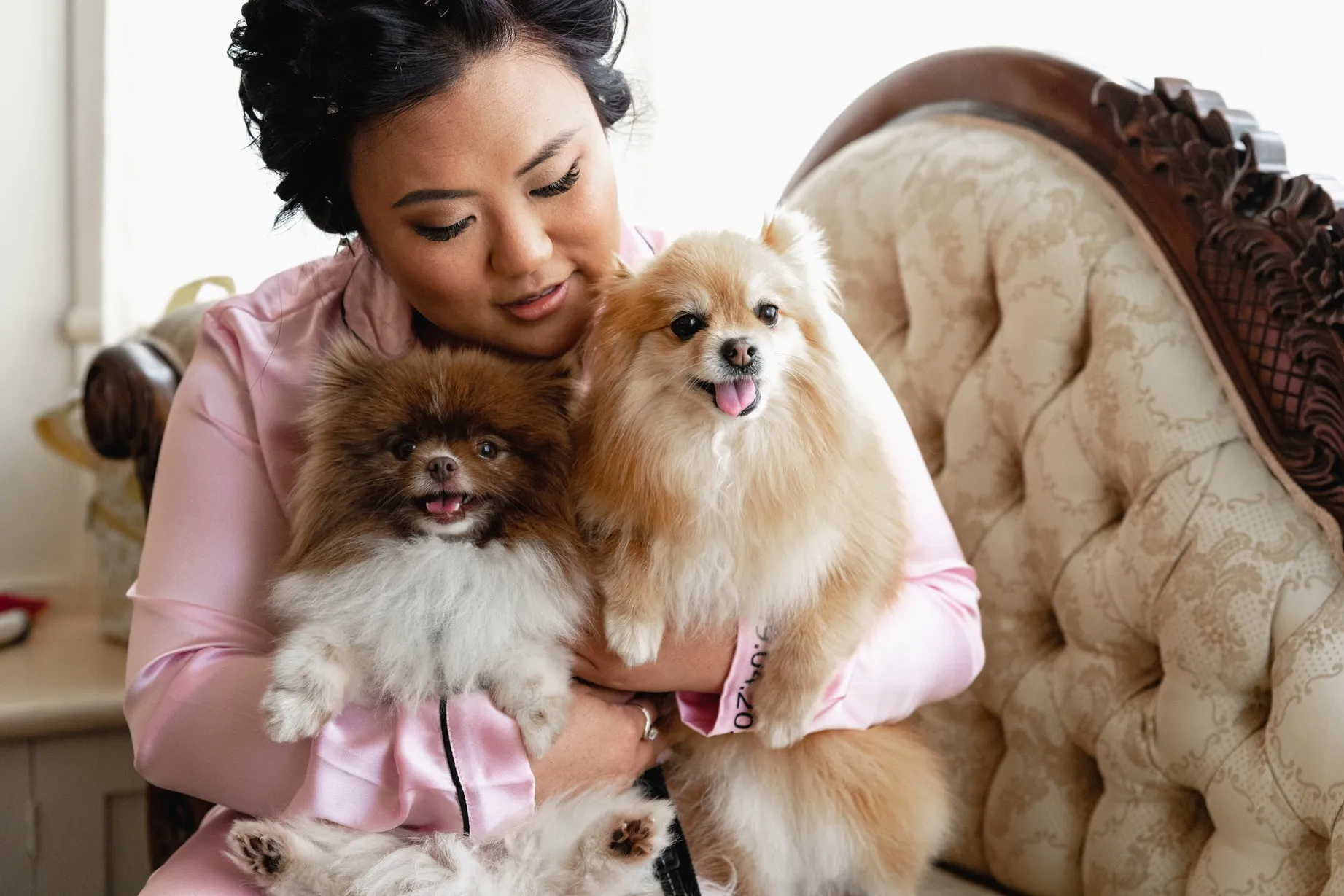 A person in a pink outfit lovingly holds two fluffy Pomeranian dogs while sitting on an ornate, cream-colored sofa. One dog is brown and white, and the other is tan and white. They both look content with their tongues out.